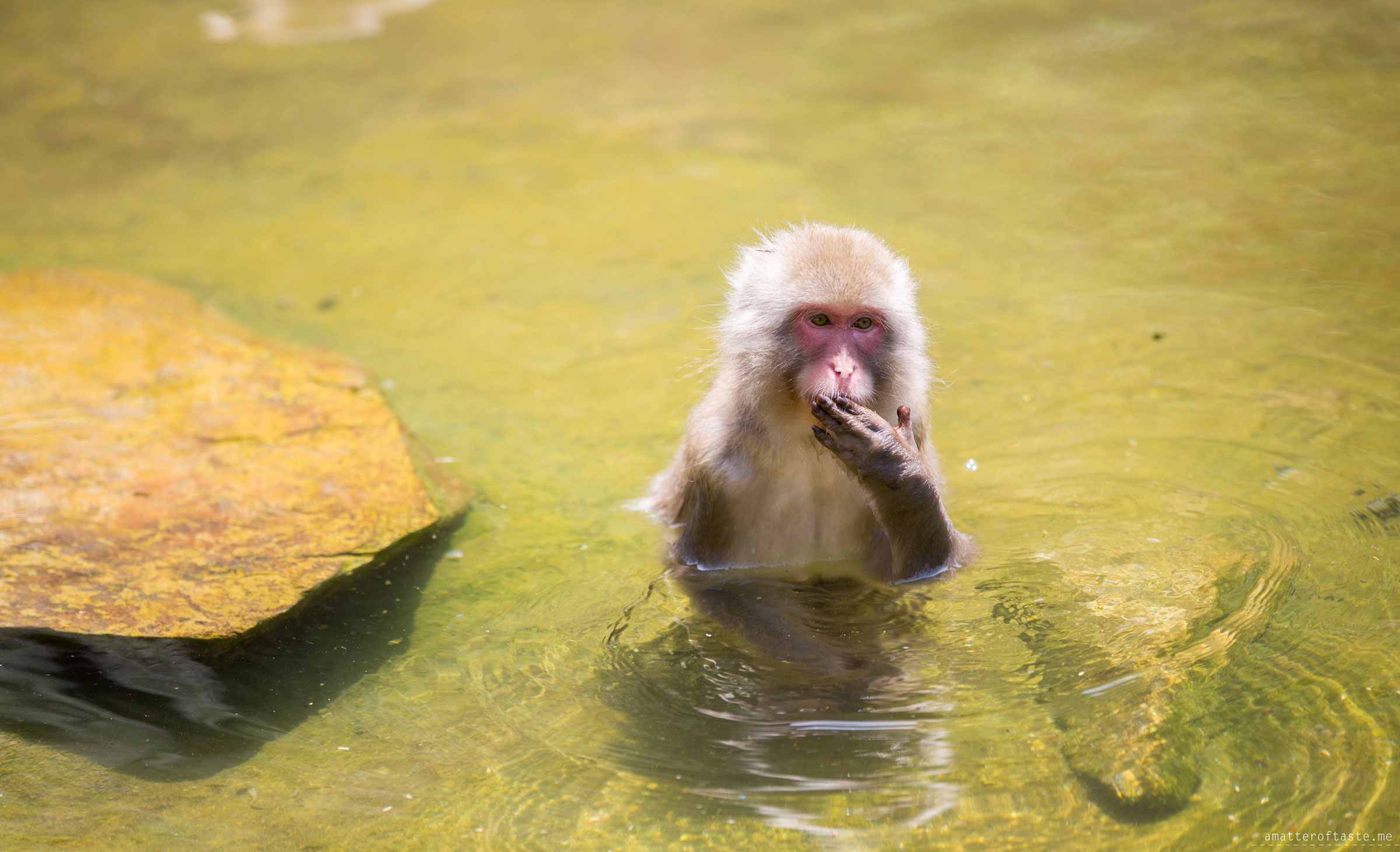 Snow Monkey by a matter of taste